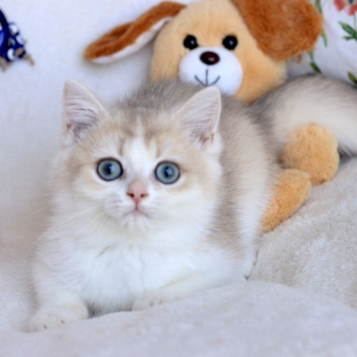 Watson British Shorthair male, blue golden chinchilla bicolour