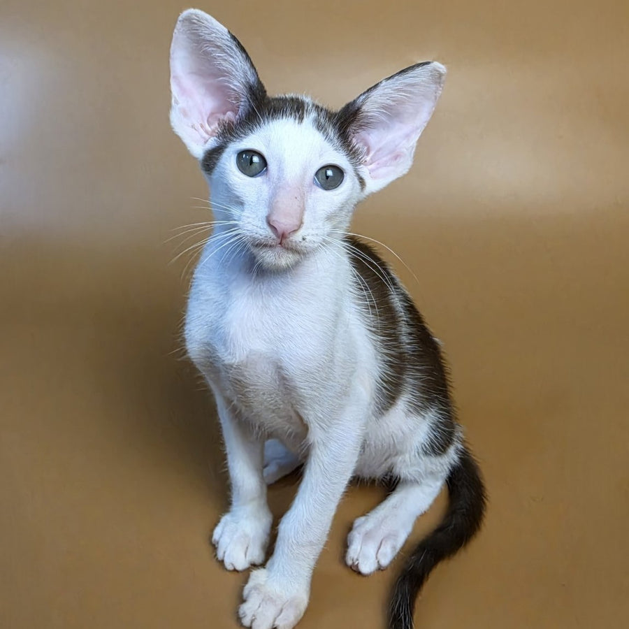 Akira Oriental Shorthair female, chocolate bicolour
