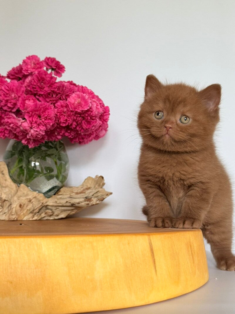 Finn British Shorthair male, cinnamon