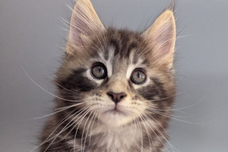 Hugo Maine Coon male, black silver tabby