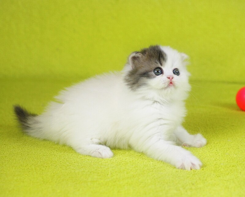 Fantasia Scottish Straight female, blue tabby van