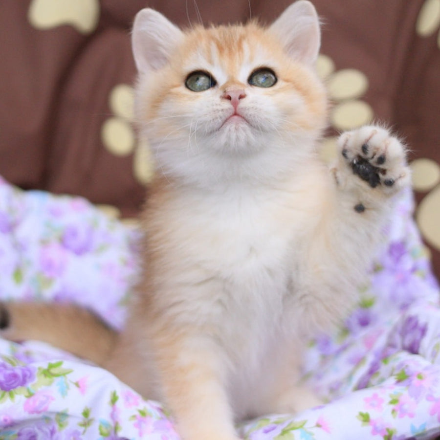 Ruby British Shorthair female, black golden chinchilla