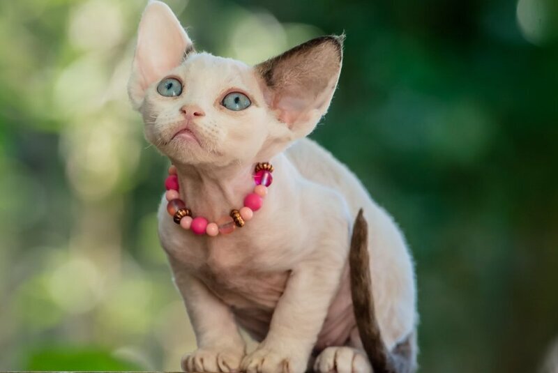 Luna Devon Rex female, black van pointed