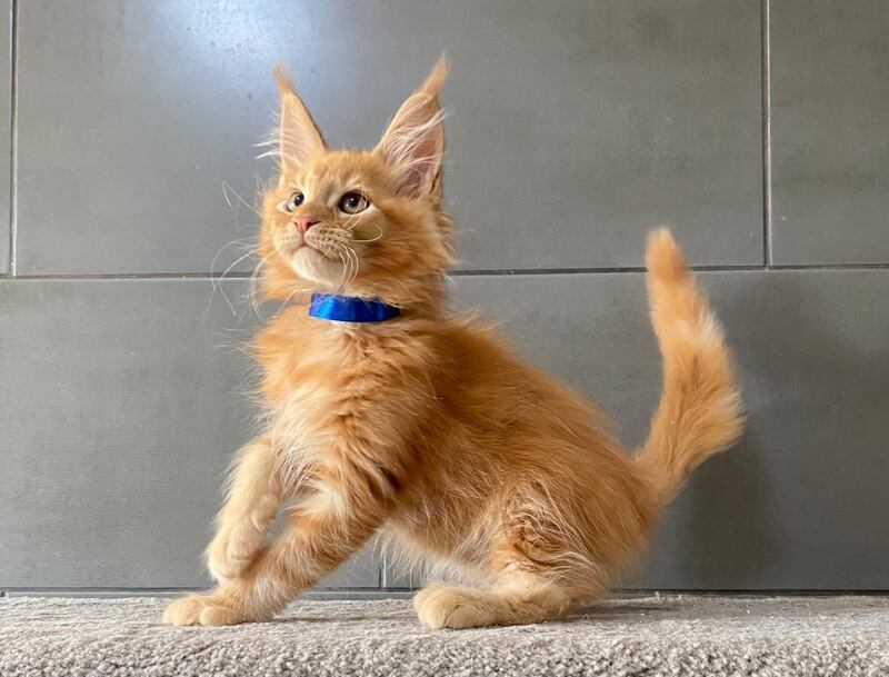 Winnipeg Maine Coon male, red tabby