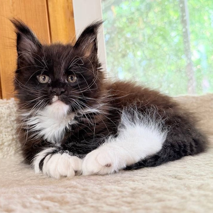 Onyx Maine Coon male, black bicolour