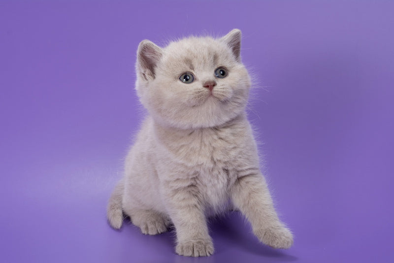 Paloma British Shorthair female, lilac