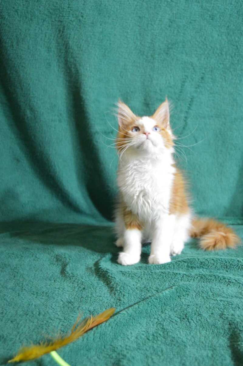 Dacota Maine Coon female, red tabby bicolour