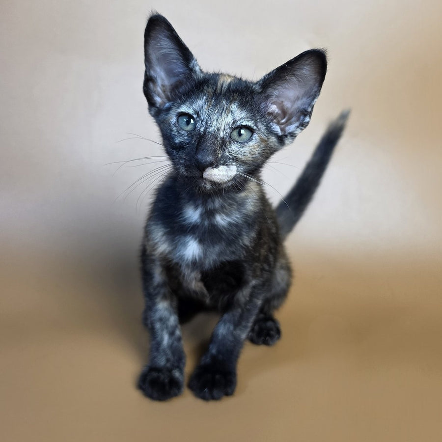 Esmeralda Oriental Shorthair female, black tortie