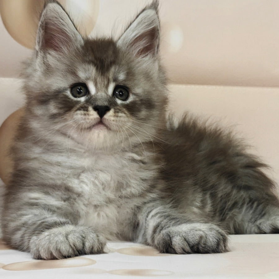 Favourite Maine Coon polydactyl 6x6x6x6 male, black silver