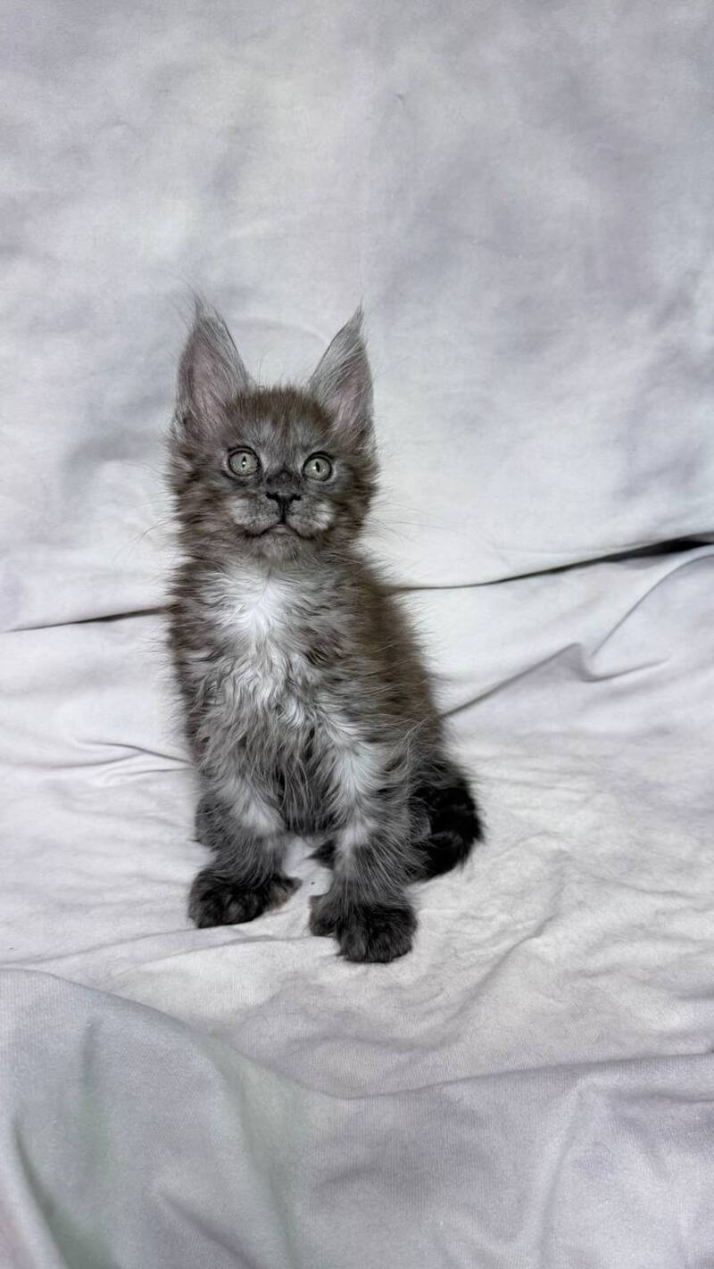 Ice Maine Coon polydactyl male, black silver with white