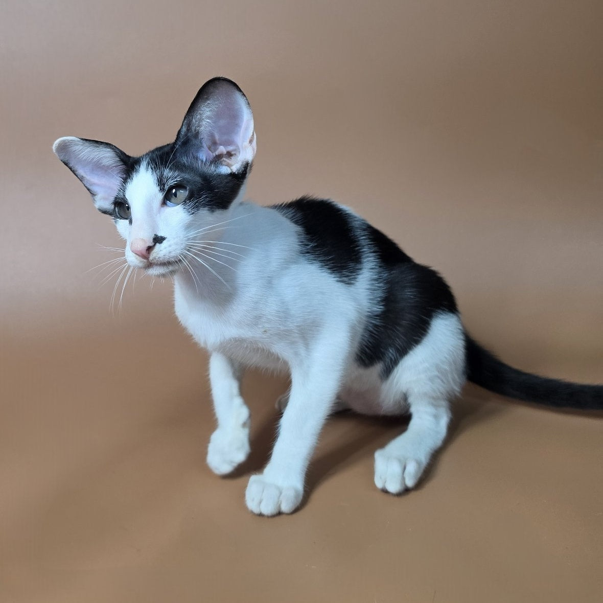 Asher Oriental Shorthair male, black bicolour