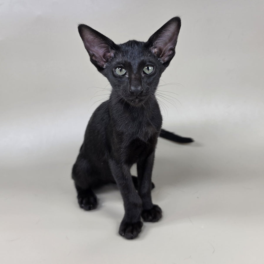 Xolotl Oriental Shorthair male, black