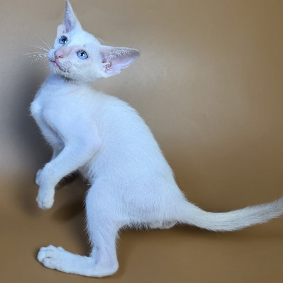 Draco Siamese male, red