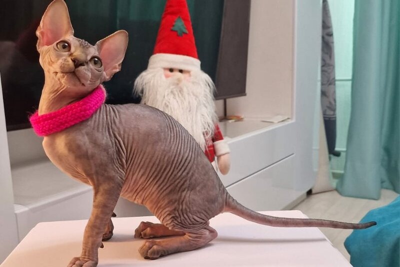 Dakota Canadian Sphynx female black tabby - live animals