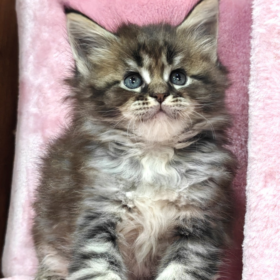 Barbie Maine Coon polydactyl 6x6x6x6 female, black tabby