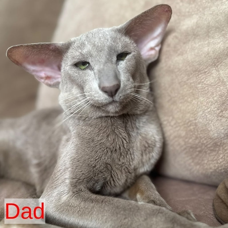 Nolik Oriental Shorthair male, chocolate