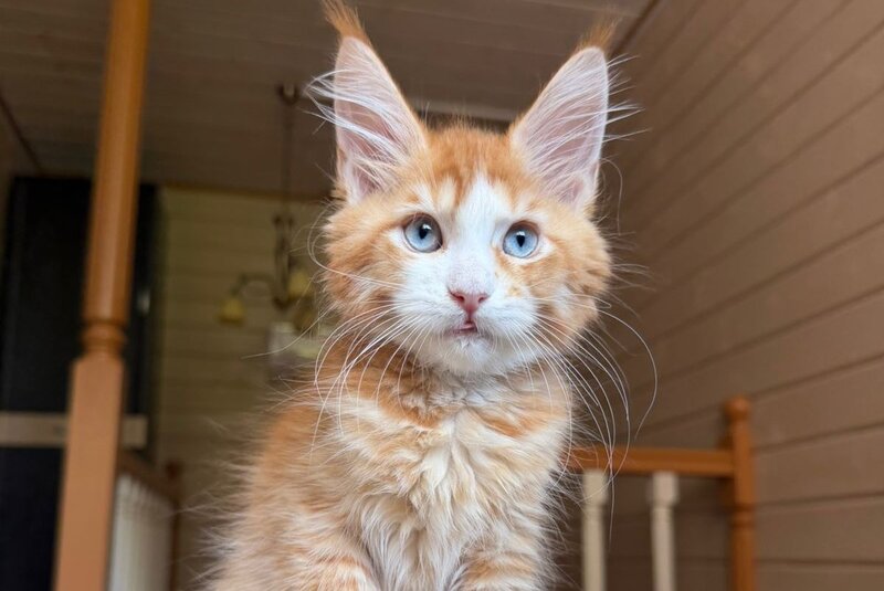 Tutti Frutti Maine Coon male red tabby with white - live animals