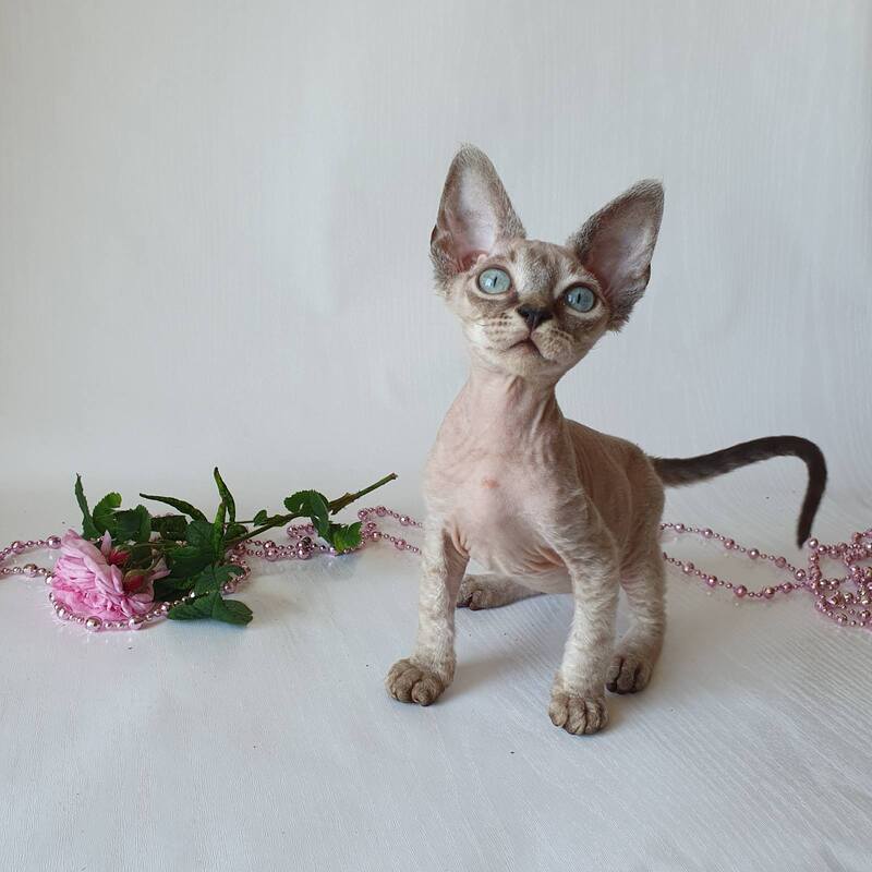 Samantha Devon Rex female black tabby pointed - live animals