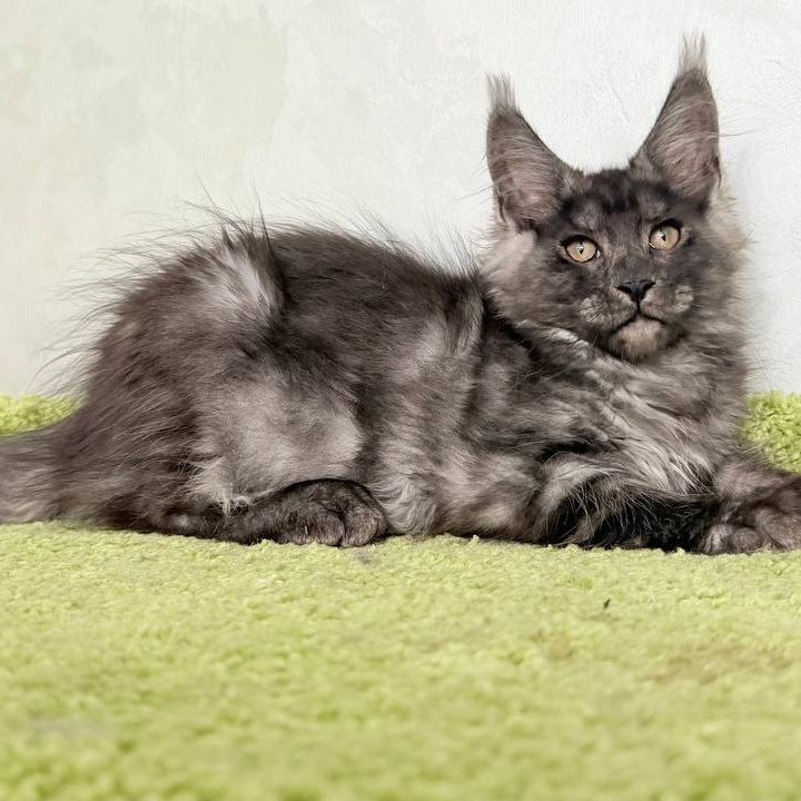 Katherine Maine Coon female, black silver