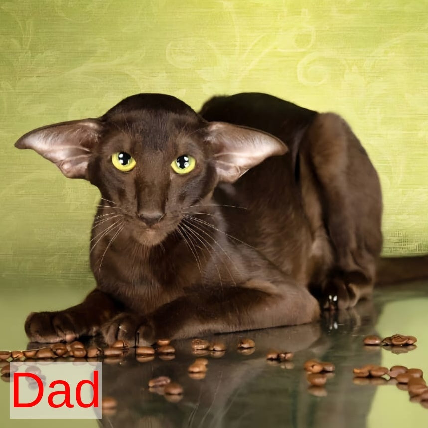 Vegas Oriental Shorthair male, red spotted tabby
