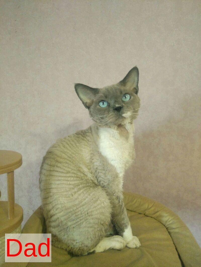 Mercedes Devon Rex female blue pointed bicolour - live animals