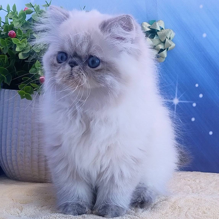 Hogan Persian male, blue tabby pointed