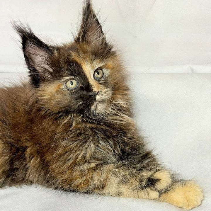 Magnolia Maine Coon female, black tortie