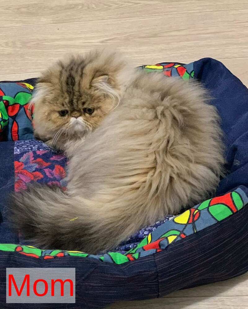 Tamara Persian female blue tortie silver tabby - live animals