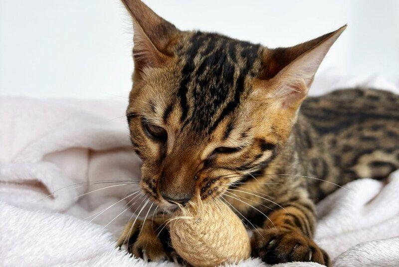Lily Bengal female black spotted tabby - live animals