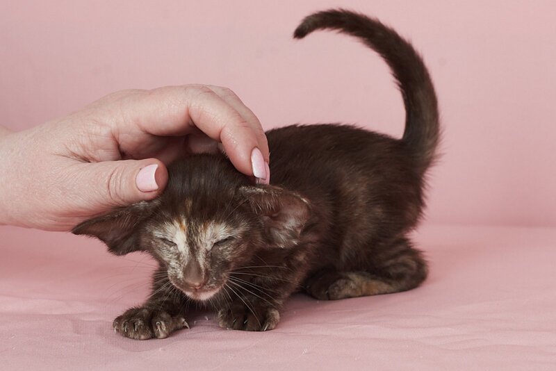 Queen Oriental Shorthair female chocolate tortie - live animals