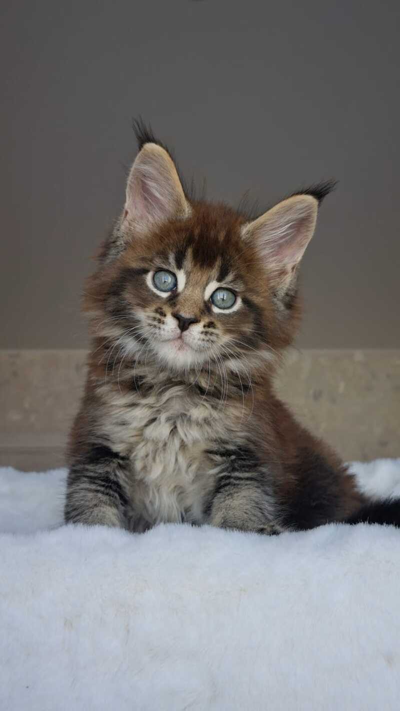 Leopold Maine Coon male black ticked tabby live animals
