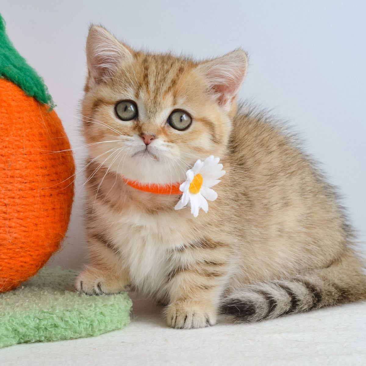 Ines Munchkin female, black golden spotted tabby