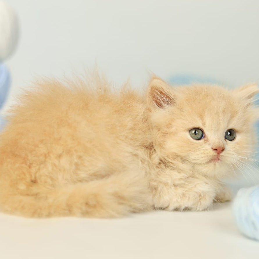 Perry British Longhair male, lilac