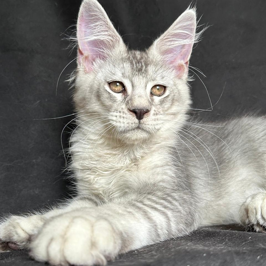 Jet Maine Coon polydactyl 6x6x6x6 male, black silver ticked tabby