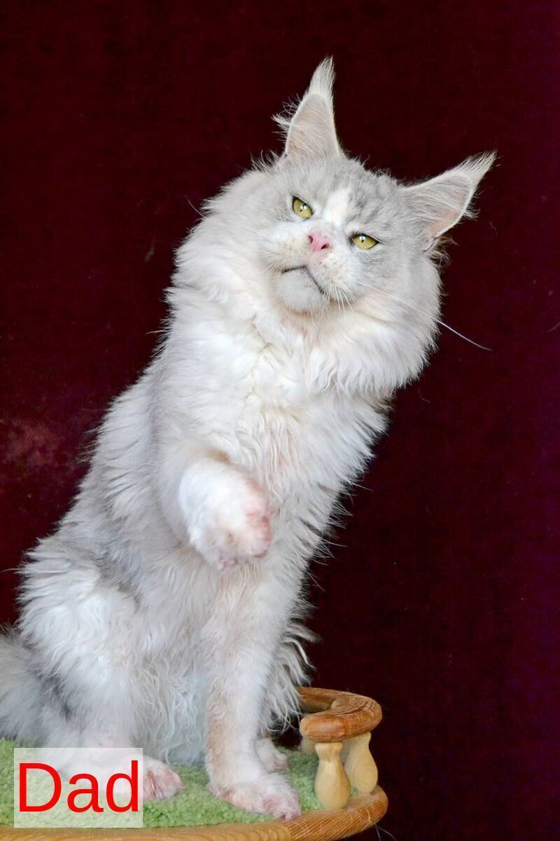 Ofeliya Maine Coon female blue tortie silver tabby - live animals