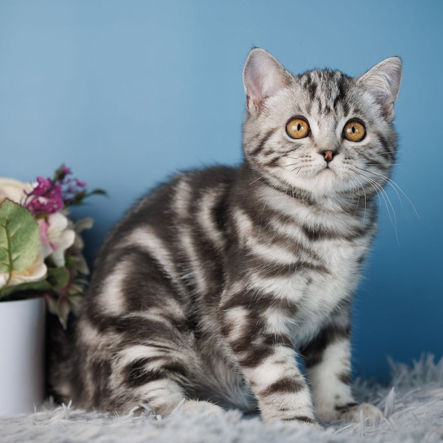 Yan Scottish Straight male, black silver tabby
