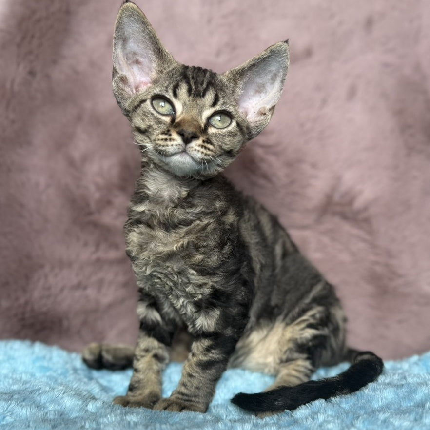 Xanti Devon Rex female, black tabby