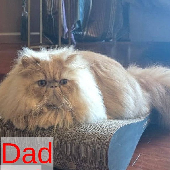 Nilson Persian male, red tabby
