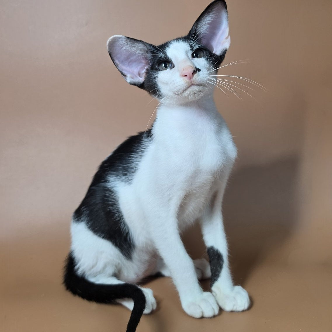 Asher Oriental Shorthair male, black bicolour