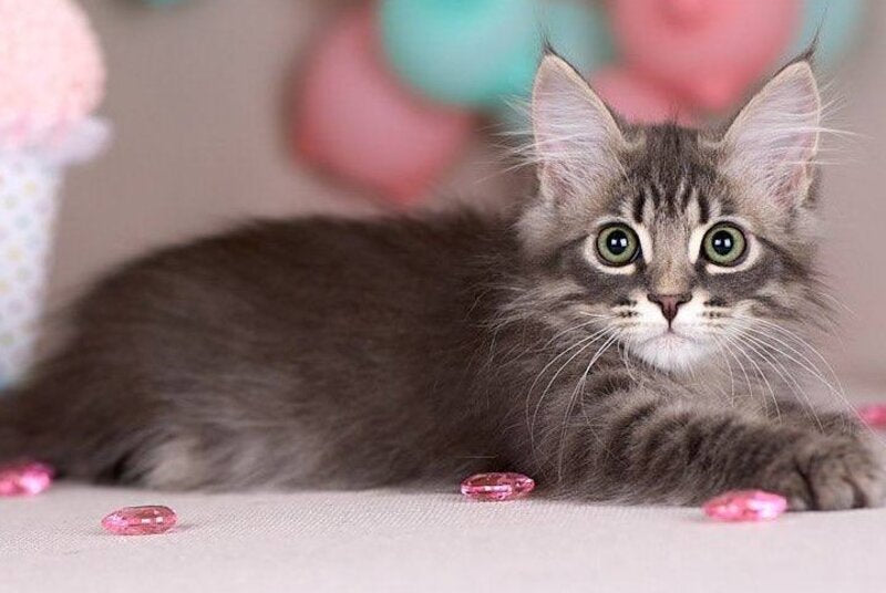 Fellix Siberian male, blue with white spotted tabby