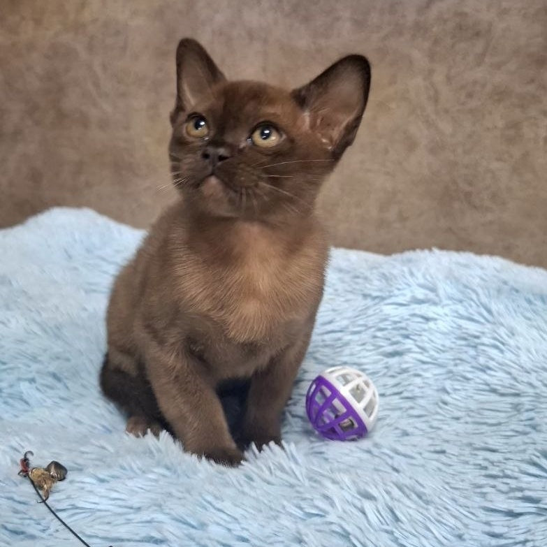 Hardi Burmese male, black
