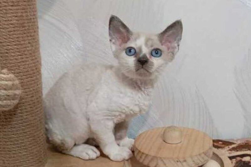 Mercedes Devon Rex female blue pointed bicolour - live animals