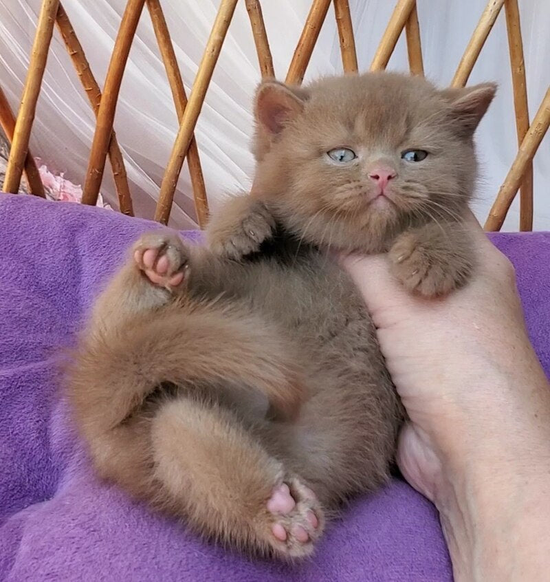 Yara British Shorthair female, cinnamon