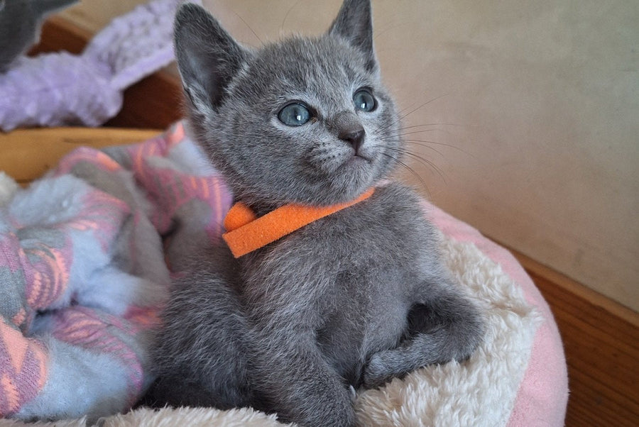 Kristall Russian Blue male blue - live animals