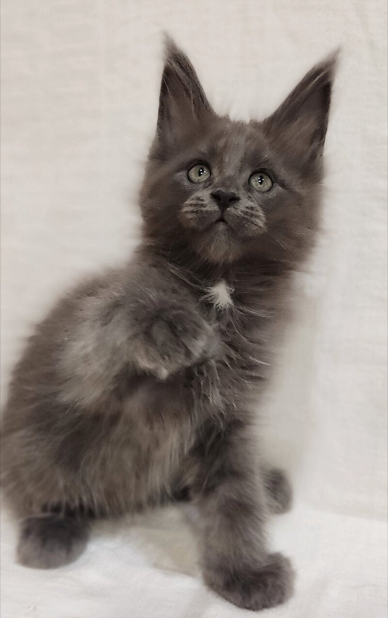 Drhonik Maine Coon male, blue silver with white