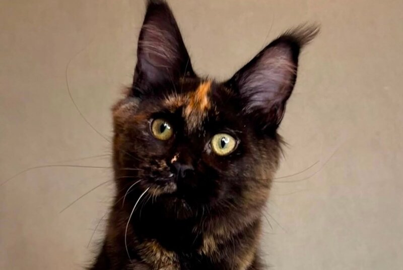 Magic Maine Coon polydactyl female, black tortie
