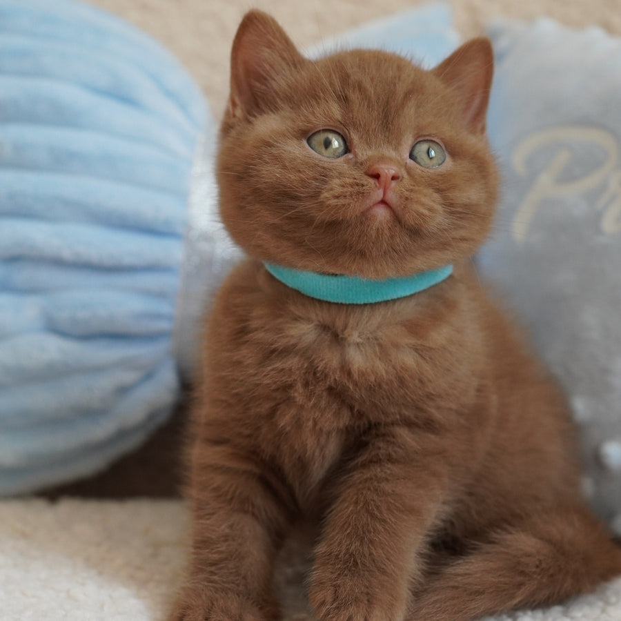 Ugo British Shorthair male, cinnamon