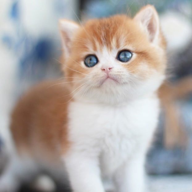 Filipp British Shorthair male, blue golden chinchilla
