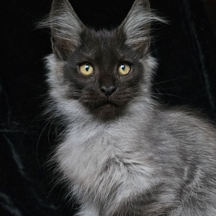 Silver Maine Coon male, black silver