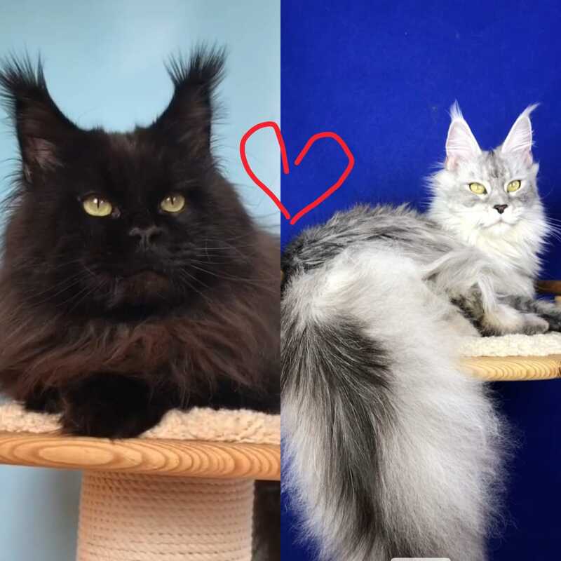 Vlastelina Maine Coon female black - live animals